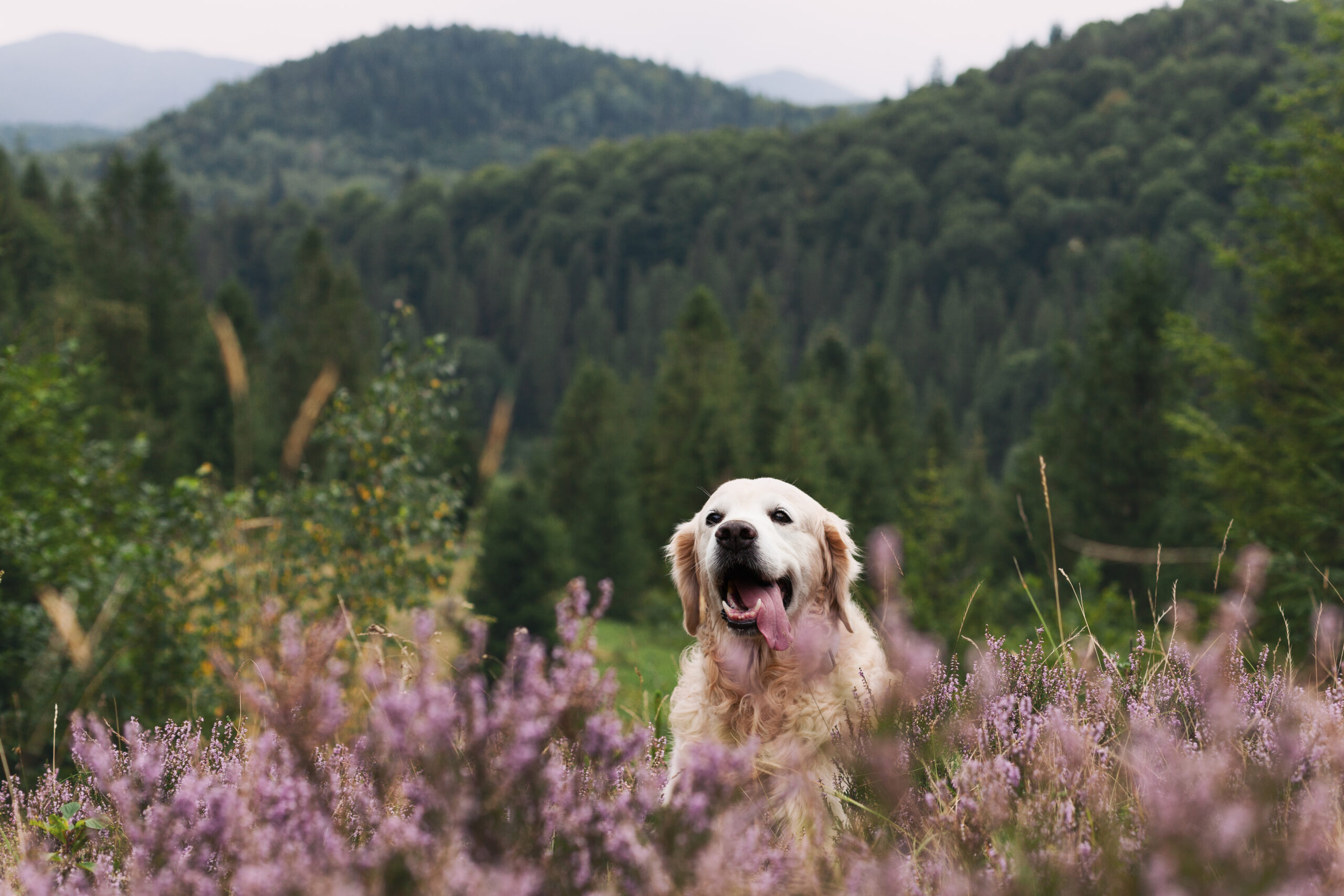 Karkonosze z psem – gdzie iść, jakie szlaki wybrać i czy można na Śnieżkę?